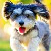 AOL Champions The Shelter Pet Project - Again!